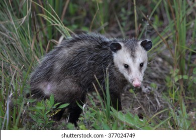 Virginia Opossum