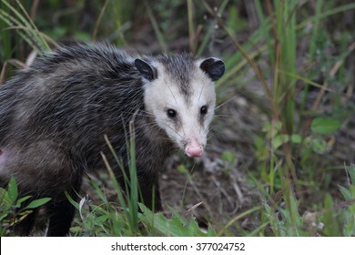 Virginia Opossum