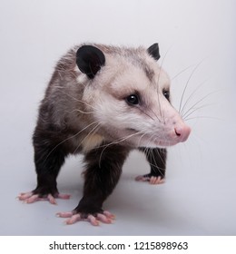 Virginia Opossum Didelphis Virginiana Stock Photo 1215898963 | Shutterstock