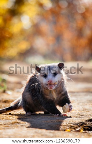 Similar – Junges Minischwein springt lebenslustig in der Natur. Lustiges, süßes, witziges, goldigen Baby Schwein springt zum Neujahr, Silvester, Jahresbeginn, Jahresende, Jahreswechsel. Silvester, Neujahr, Jahreswechsel. Glückwunsch, Freude, Glück, Wünsche, Jubiläum