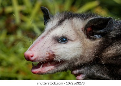 Virginia Opossum Didelphis Virginiana Los Angeles Stock Photo (edit Now 