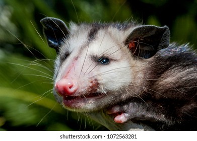 North American Opossum Images, Stock Photos & Vectors | Shutterstock