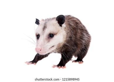 1,256 Opossum Isolated Images, Stock Photos & Vectors | Shutterstock