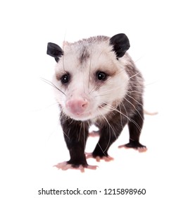 Virginia Opossum Didelphis Virginiana On White Stock Photo 1215898960 ...