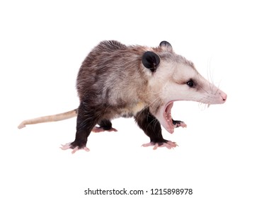 3,002 Opossum Images, Stock Photos & Vectors | Shutterstock