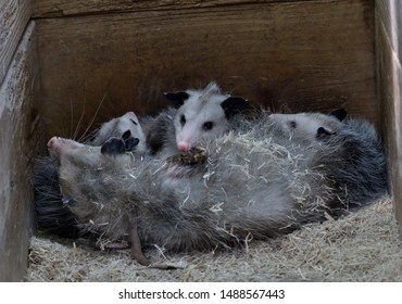 Virginia Opossum Mother And Babies