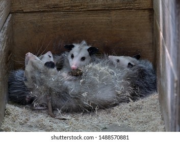 Virginia Opossum Mother And Babies