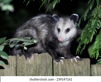 Virginia Opossum At Night