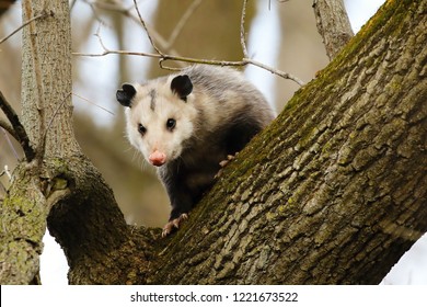 Virginia opossum  -  North American opossum, climbing on the tree.Wild scene from Wisconsin. - Shutterstock ID 1221673522