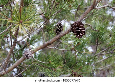 Virginia Pine Needles, Cones And Branches