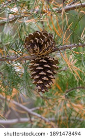 Virginia Pine (Pinus Virginiana). Called Scrub Pine And Jersey Pine Also