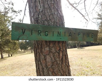 Virginia Pine Sign On Tree Trunk In Lawn Or Yard