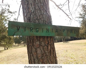 Virginia Pine Sign On Tree Trunk In Lawn Or Yard