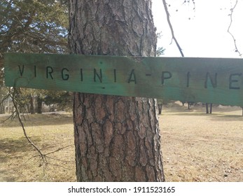 Virginia Pine Sign On Tree Trunk In Lawn Or Yard