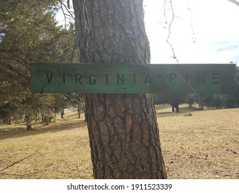 Virginia Pine Sign On Tree Trunk In Lawn Or Yard