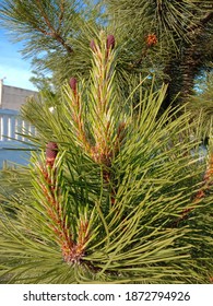 Virginia Pine Tree Twig, Conifer