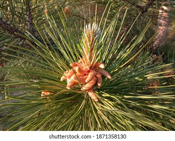 Virginia Pine Tree Twig Illuminated  By The Sun’s Warm Rays