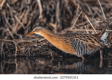 Virginia Rail (Rallus limicola) in the Water on Maryland's Eastern Shore