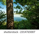 Virginia Red Pine along Rappahannock River estuary, Belle Isle State Park, Virginia
