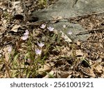 Virginia Springbeauty a spring perennial that grows from an underground tuber like a small potato; and has a sweet, chestnut-like flavor.