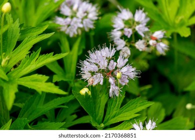 Virginia Waterleaf (Hydrophyllum Virginianum).Virginia Waterleaf Was Once Used To Help With Several Minor Health Ailments. The Chewed Root, Or Decoction Was Used For Dry Lips And Sore Mouths.