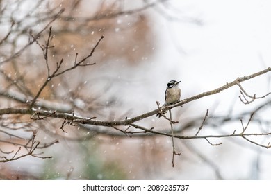 Virginia winter season and one single female woodpecker perching on oak branch of bare tree and snow flakes falling