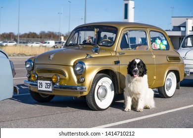 Virtsu / Estonia - May 04 2018: Old ZAZ Zaporozhets rear-wheel-drive genuine supermini car. It has an air-cooled engine in the rear. Big white dog sitting in front golden beauty. Soviet people's car.