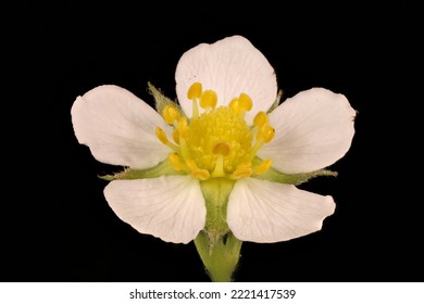 Virtual herbarium of Belarus flora: focus-stacked closeups of wild and cultivated plants, including images of flowers, leaves, and fruits intended as illustrations for botanical manuals - Shutterstock ID 2221417539