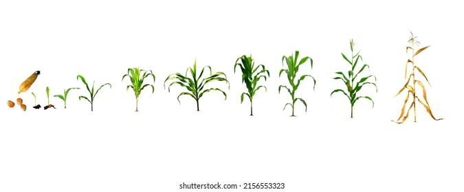 Virtual illustration of the corn planting process on a white background in the design up to the first planting stage. corn planting process Growing Corn from Seed to Flower Throughout the Harvest