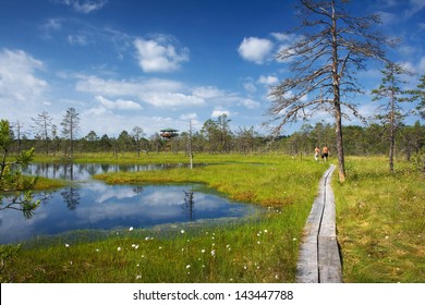 Viru Bogs At Lahemaa National Park