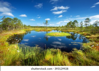 Viru Bogs At Lahemaa National Park