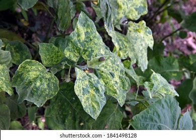 Eggplant disease Images, Stock Photos & Vectors | Shutterstock