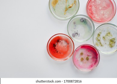 Viruses and bacteria in a Petri dish, studying the growth of bacteria on different samples in the laboratory. Bacterial and viral pathogens, concept. White background copy space.