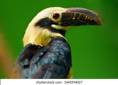 The Visayan Hornbill (Penelopides Panini) Portrait In Green. Portrait Of A Very Rare Asian Hornbill With Green Background.