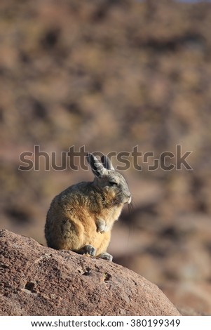 viscacha