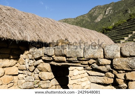Viscacha animal sits on the wall of an ancient Inca house, archaeological site of Machu Picchu. 