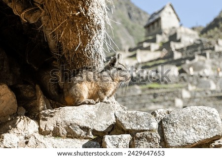 Viscacha animal sits under the roof of a wooden Inca house, archaeological site of Machu Picchu.