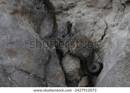 Viscacha, a beautiful rodent that looks like a rabbit in the middle of rocks 