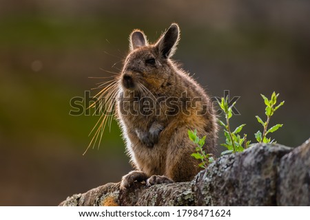 A Viscacha during the sunset