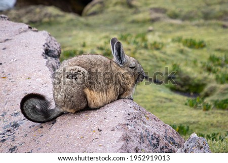 Viscacha in the high mountains of Bolivia