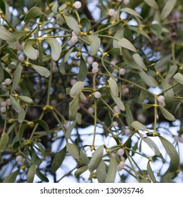 Viscum Album - Closeup View