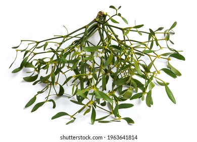 Viscum album, mistletoe branch, family Santalaceae, commonly known as European mistletoe isolated o a white background
