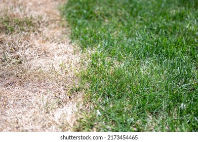 Visible distinction between healthy lawn and chemical burned grass.  - Shutterstock ID 2173454465