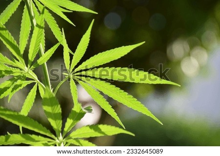 Visible are leafs of an hemp plant growing in a private garden which is the basis of the drug hashish. Green meadow is visible in the background.