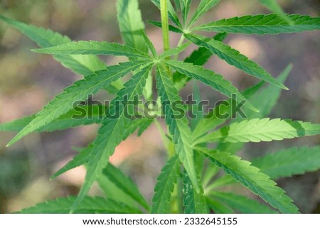 Visible are leafs of an hemp plant growing in a private garden which is the basis of the drug hashish. Green meadow is visible in the background.