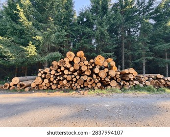 Visible stack of split logs along gravel roadside, with dense pine forest backdrop. Ends show saw cuts and circular rings, sunlit wood texture emphasizes timber harvest in quiet rural forest scene