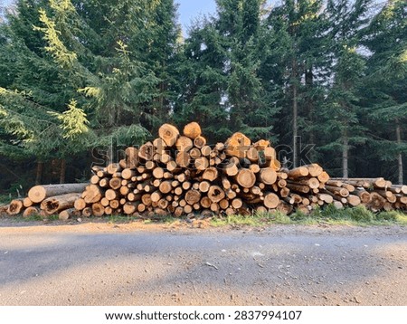 Visible stack of split logs along gravel roadside, with dense pine forest backdrop. Ends show saw cuts and circular rings, sunlit wood texture emphasizes timber harvest in quiet rural forest scene