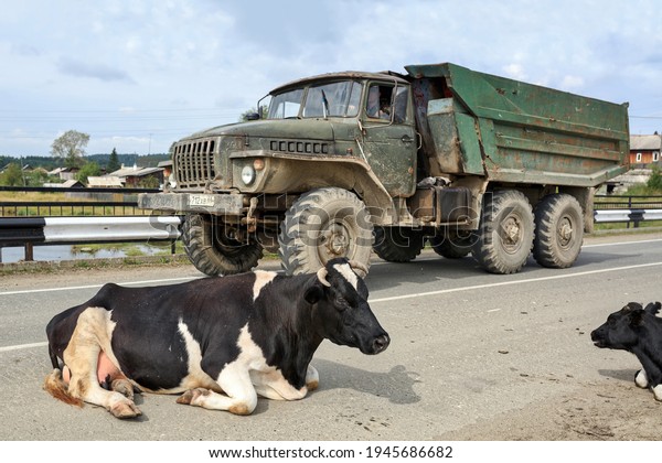 VISIM, RUSSIA - JUNE 24, 2015. Cows lying on the\
village road near the village of Visimo-Utkinsk. Old Ural truck.\
Sverlovsk oblast,\
Russia.