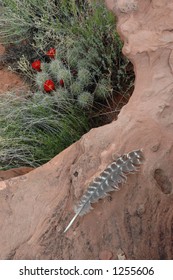 Vision Quest. Fallen Hawk Feather Resting On A Sandstone Ledge Near A Blooming Cactus.