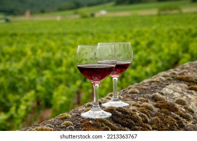 Visit Caves And Tasting Of Red Dry Pinot Noir Wine In Glass On Premier And Grand Cru Vineyards In Burgundy Wine Making Region, France